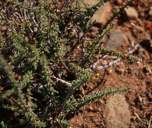 Image of Jamesbrittenia atropurpurea by (c) Tony Rebelo, some rights reserved (CC BY-SA)