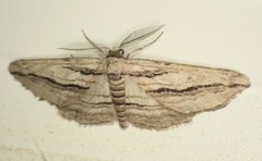 Ecleora solieraria