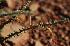 Jamesbrittenia atropurpurea