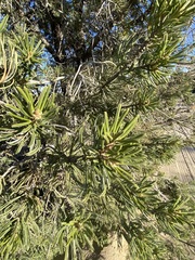 Pinus quadrifolia