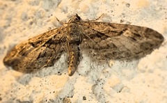 Eupithecia oxycedrata