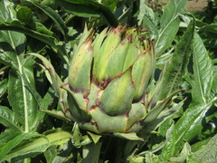 Cynara cardunculus