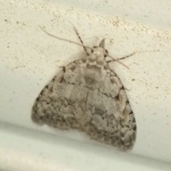 Nola cicatricalis