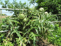 Cynara cardunculus