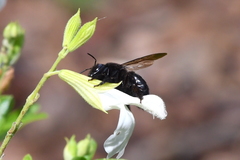 Xylocopa tabaniformis orpifex