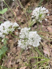 Allium fraseri