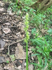 Carex stipata