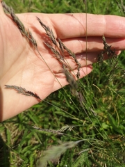 Festuca rupicola