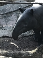 Tapirus