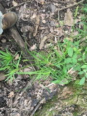 Carex stipata