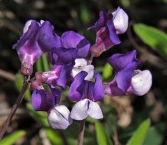 Lathyrus nervosus