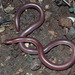 Threadsnakes - Photo (c) Diana-Terry Hibbitts, some rights reserved (CC BY-NC), uploaded by Diana-Terry Hibbitts
