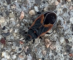 Melacoryphus admirabilis