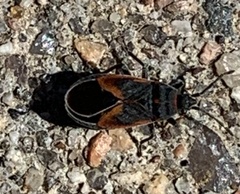 Melacoryphus admirabilis