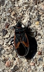 Melacoryphus admirabilis