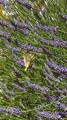 Iphiclides podalirius