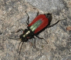 Malachius aeneus