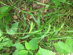 Carex davisii