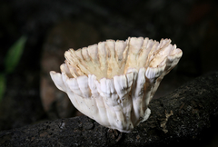 Cymatoderma caperatum