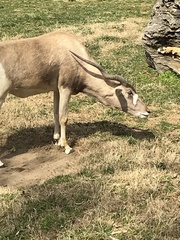 Addax