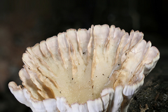 Cymatoderma caperatum