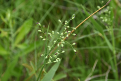 Dichanthelium leibergii