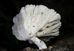 Cymatoderma caperatum