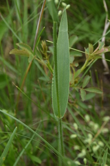 Dichanthelium leibergii