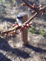 Prunus glandulosa