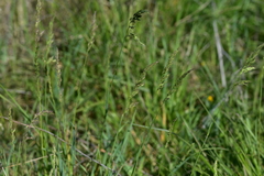 Poa trivialis sylvicola
