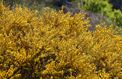 Genista polyanthos