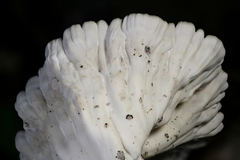 Cymatoderma caperatum