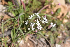 Allium subhirsutum