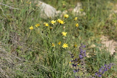 Crepis chondrilloides