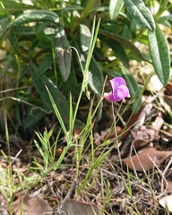 Lathyrus angulatus