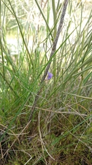 Lathyrus angulatus
