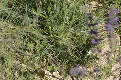 Crepis chondrilloides