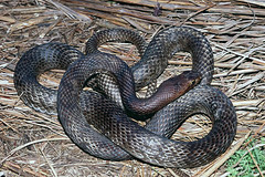 Masticophis flagellum flagellum