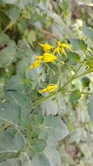 Solanum pimpinellifolium