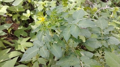 Solanum pimpinellifolium