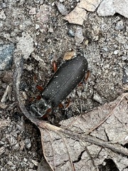 Lytta aenea