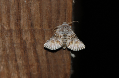 Cleonymia baetica