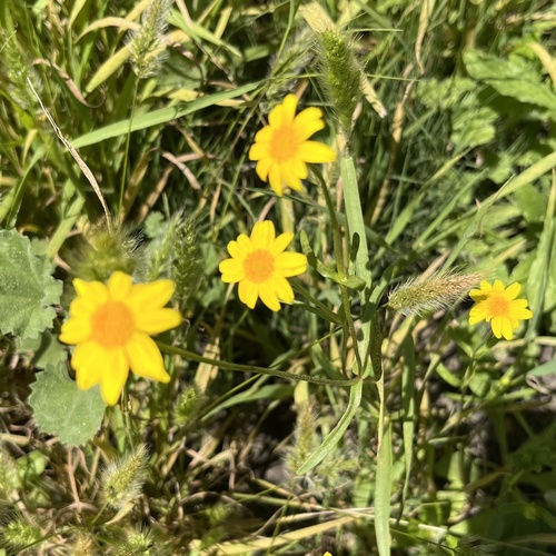 iNaturalist observation photo of goldfields