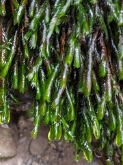 Fissidens grandifrons