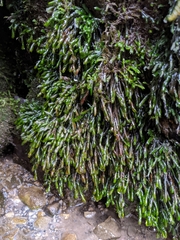 Fissidens grandifrons