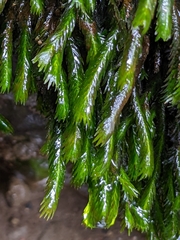 Fissidens grandifrons