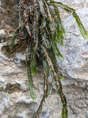 Fissidens grandifrons