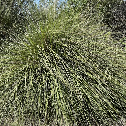 iNaturalist observation photo of deergrass