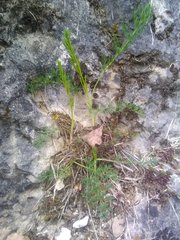 Seseli montanum