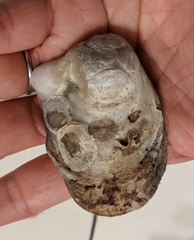Crassostrea virginica